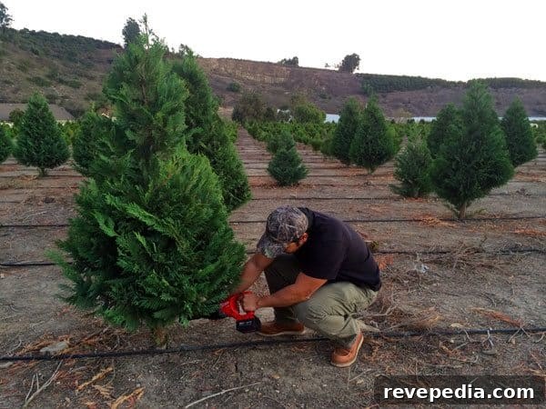 Cut and Harvest Your Own Christmas Tree: A Step-by-Step Guide 2 cutting-your-christmas-tree-sawzall