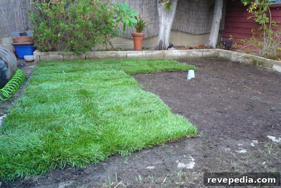 new-sod.jpg