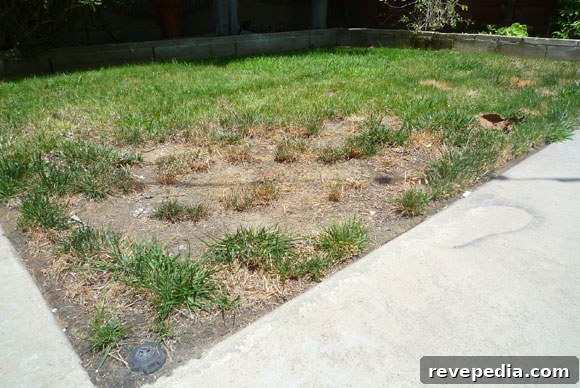 old-lawn.jpg