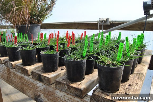 Visiting the Grass Seed Capital: Growing Seed for Your Farm 3 grass-seed-tests.jpg