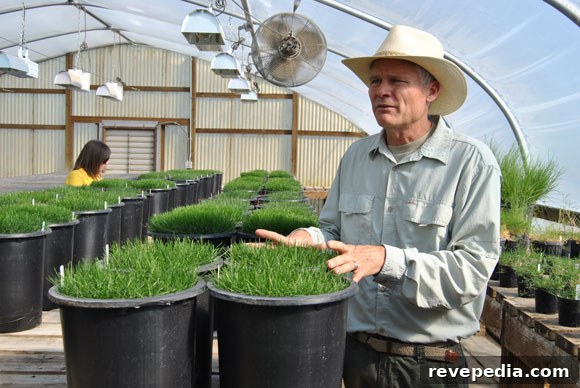Visiting the Grass Seed Capital: Growing Seed for Your Farm 4 kenneth-hignight-grass-seed.jpg