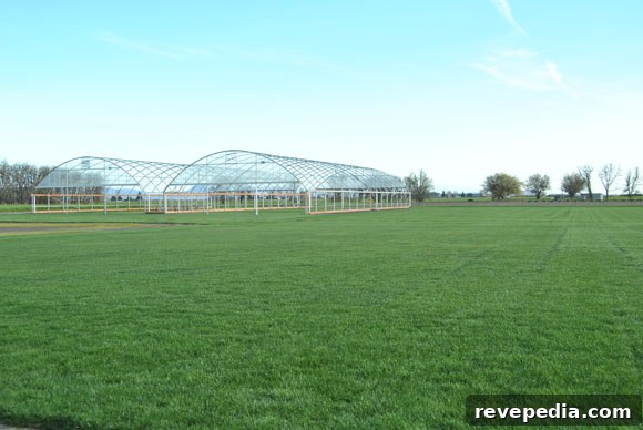 Visiting the Grass Seed Capital: Growing Seed for Your Farm 5 nexgen-lawn.jpg