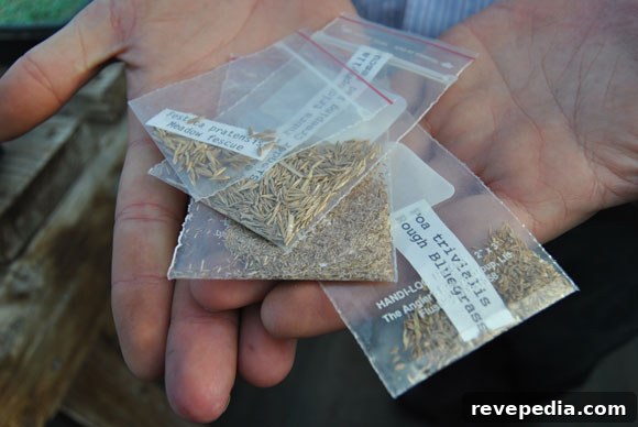 Visiting the Grass Seed Capital: Growing Seed for Your Farm 6 grass-seed.jpg