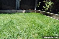 One-Step Fix for Patchy Lawn: Restore Grass Fast