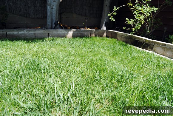 One-Step Fix for Patchy Lawn: Restore Grass Fast 2 pennington-one-step-grass-after.jpg