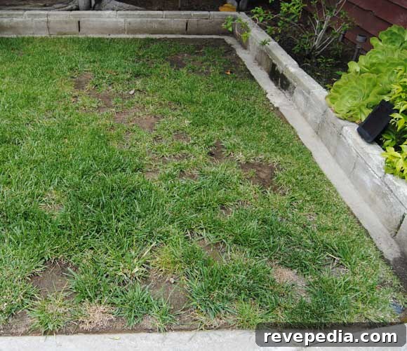 One-Step Fix for Patchy Lawn: Restore Grass Fast 3 lawn-before.jpg