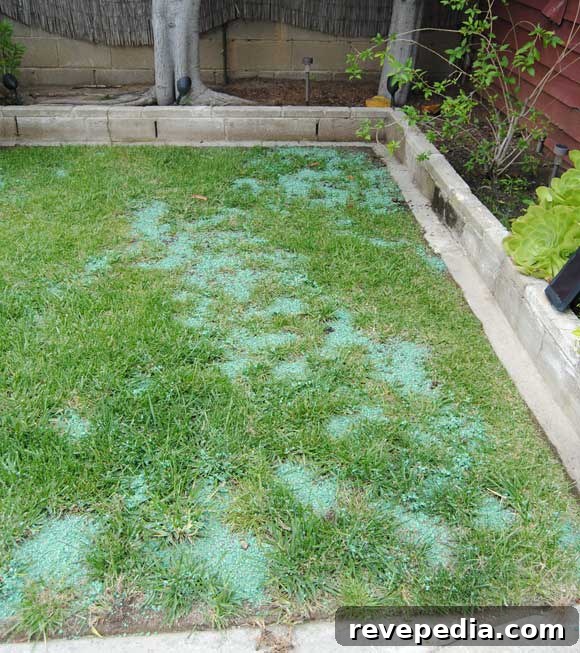 One-Step Fix for Patchy Lawn: Restore Grass Fast 5 lawn-onestep.jpg