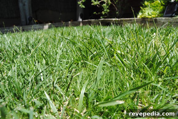 One-Step Fix for Patchy Lawn: Restore Grass Fast 6 grass-closeup.jpg