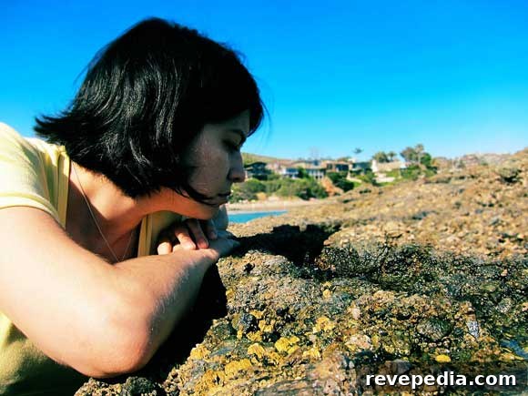 Responsible Tide Pool Exploring: A Guide to Safe, Low-Impact Visits 2 exploring-tidepools.jpg
