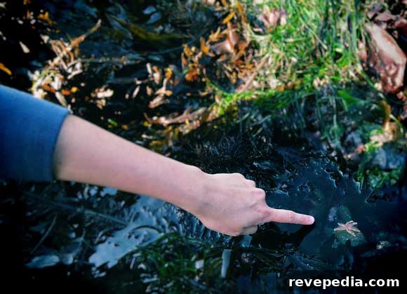 Responsible Tide Pool Exploring: A Guide to Safe, Low-Impact Visits 4 tidepools-starfish.jpg