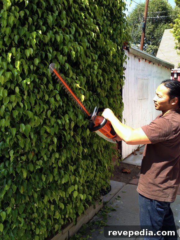 STIHL HSA 65 Cordless Hedge Trimmer Review: Performance & Run Time 2 stihl-hsa-65-hedge-trimmer.jpg
