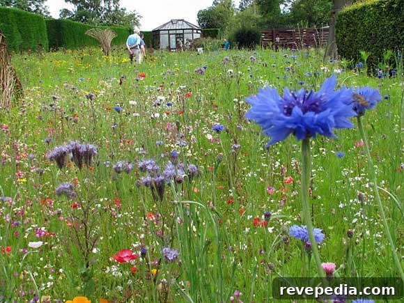 Create a Lush Backyard Meadow in 5 Simple Steps 2 meadow-vs-lawn.jpg
