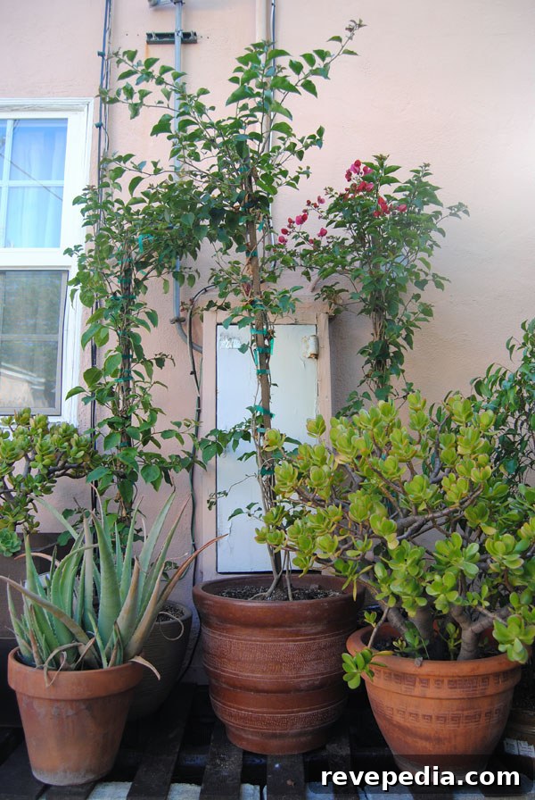 Lowe’s Backyard Makeover: Transform Your Outdoor Living Space 15 lowes-bougainvillea.jpg