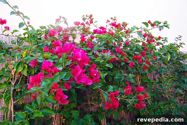 Lowe’s Backyard Makeover: Transform Your Outdoor Living Space 5 bougainvillea-lowes.jpg