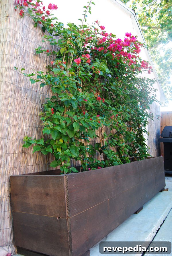 Lowe’s Backyard Makeover: Transform Your Outdoor Living Space 7 bougainvillea-planter-box.jpg