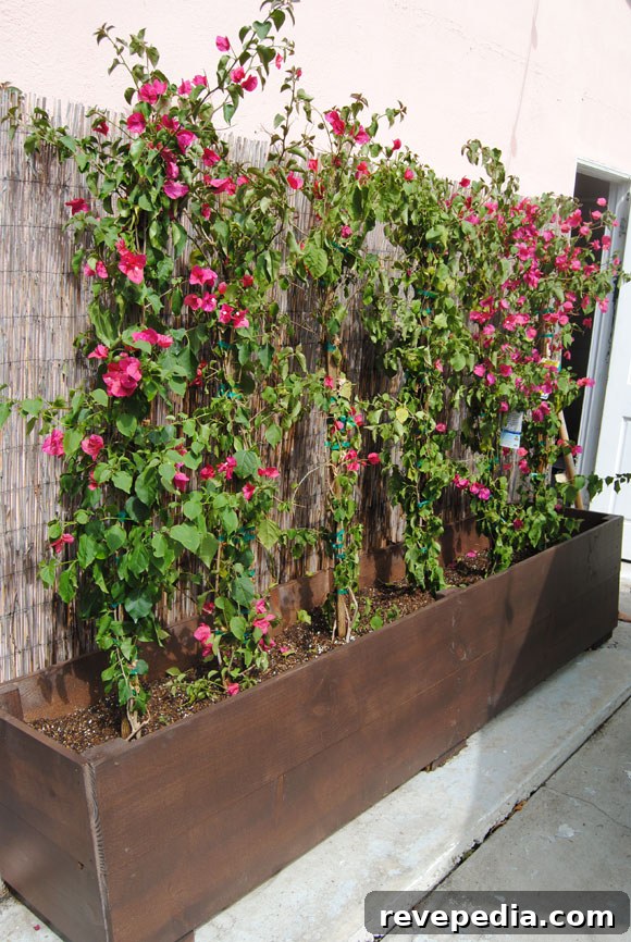 bougainvillea-planted.jpg