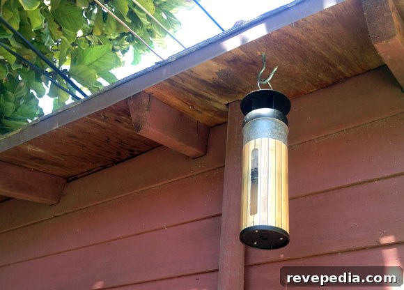 Keep Bugs Out of Your Outdoor Party: Proven Tips for Guests 2 fly-trap.jpg