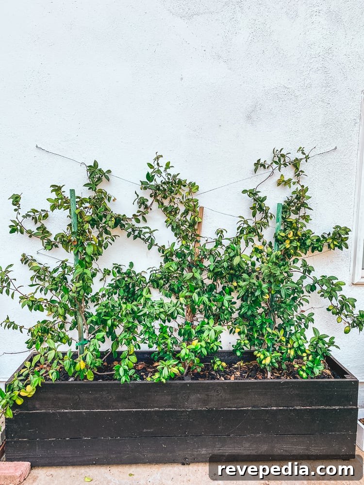 Build a Durable Wire Trellis: Step-by-Step Guide for Climbing Plants 2 diy wire trellis