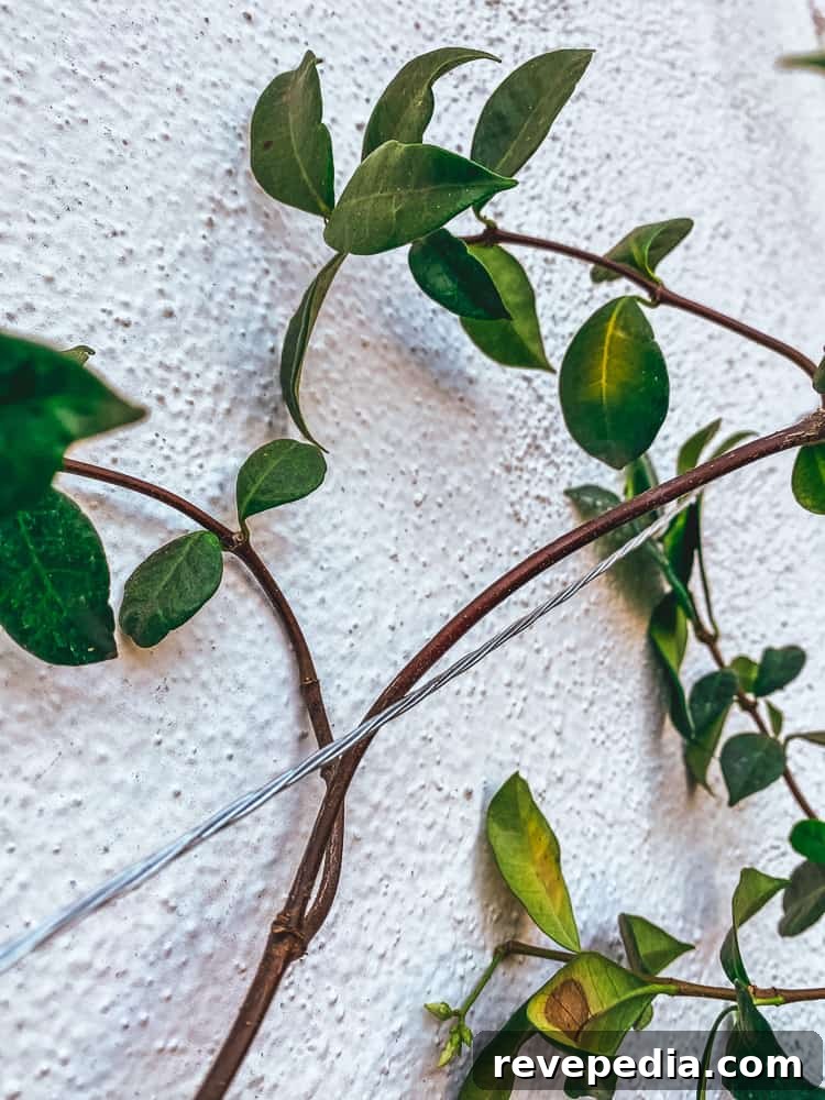 Build a Durable Wire Trellis: Step-by-Step Guide for Climbing Plants 3 img 27736 2
