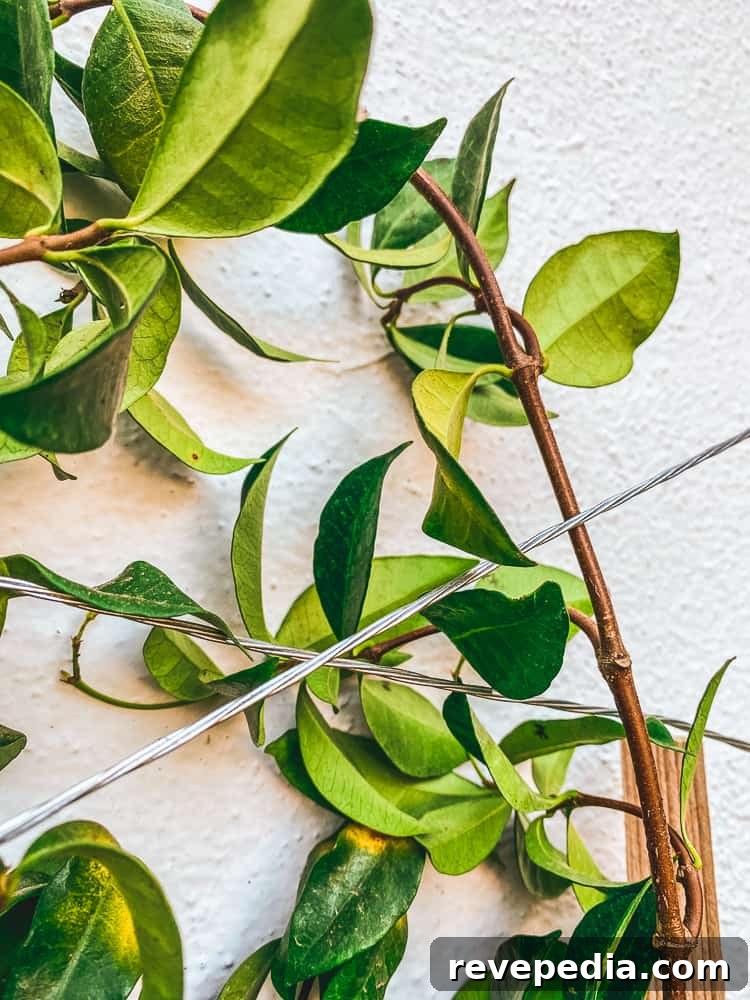 Build a Durable Wire Trellis: Step-by-Step Guide for Climbing Plants 7 img 27736 6