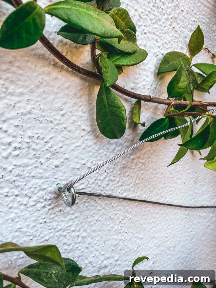 Build a Durable Wire Trellis: Step-by-Step Guide for Climbing Plants 8 img 27736 7