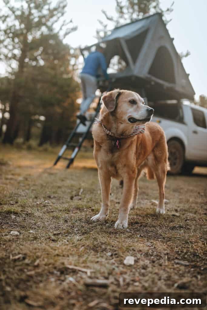 Camping in My 100 Series Land Cruiser: Bridgeport Overnights 19 img 27959 19