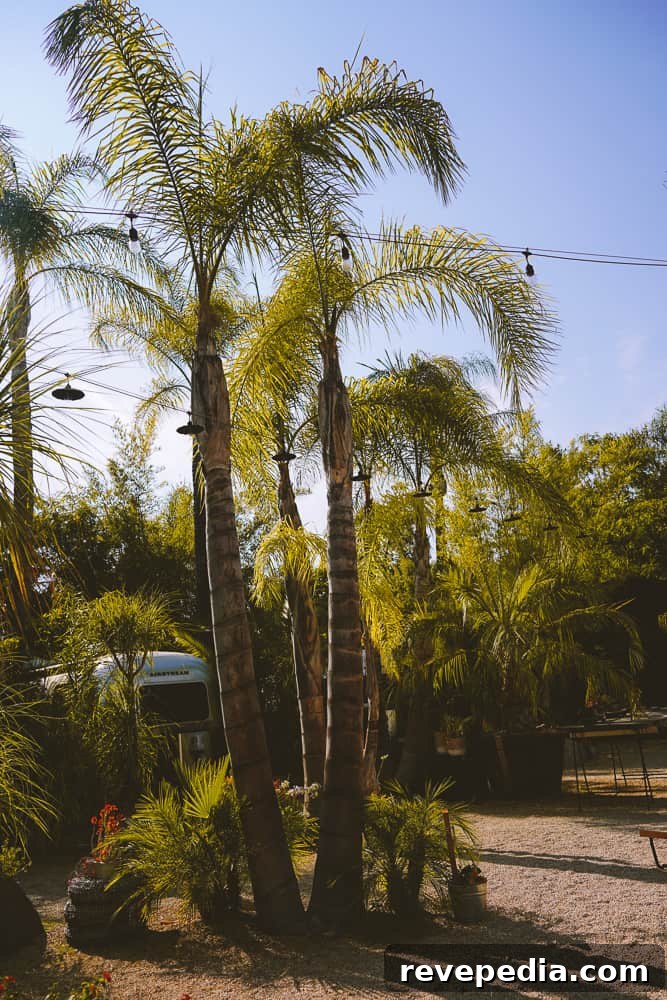 Glamp at Caravan Outpost in Ojai: Luxe Outdoor Getaway 34 Morning light