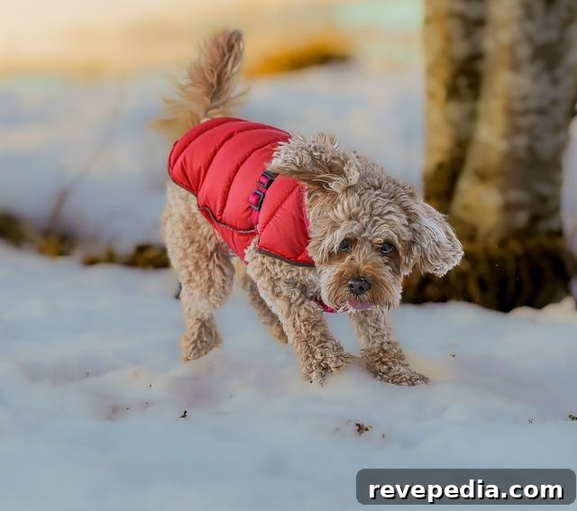 Find a Reputable Puppy Online: A New Pet Owner’s Guide 3 find a puppy