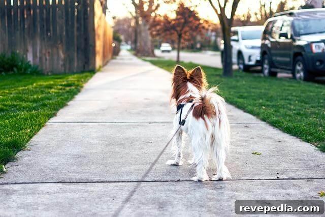 4 Questions Active Adults Ask When Choosing a Neighborhood 3 A small brown and white dog walks