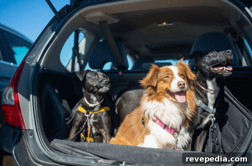 long distance travel with pets