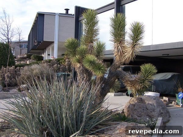 Save Water While Growing a Lush, Low‑Water Lawn 3 joshua-tree