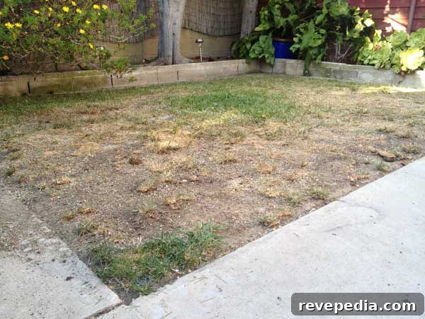 dry-lawn