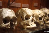 Adopt a Skull This Christmas: Unique Gifting Idea for Fans