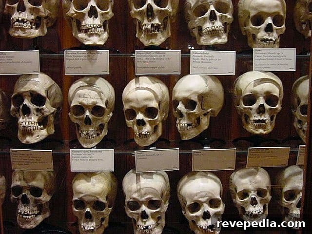 mutter-museum-skulls-wall