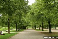 How Urban Trees Boost Property Value and City Sustainability
