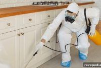 When DIY Pest Control Fails: 10 Signs You Need a Pro