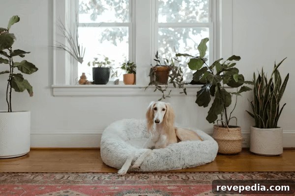 Senior dog relaxing in a comfortable dog bed by a