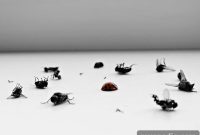 Seasonal Pest Control Schedule for Homeowners
