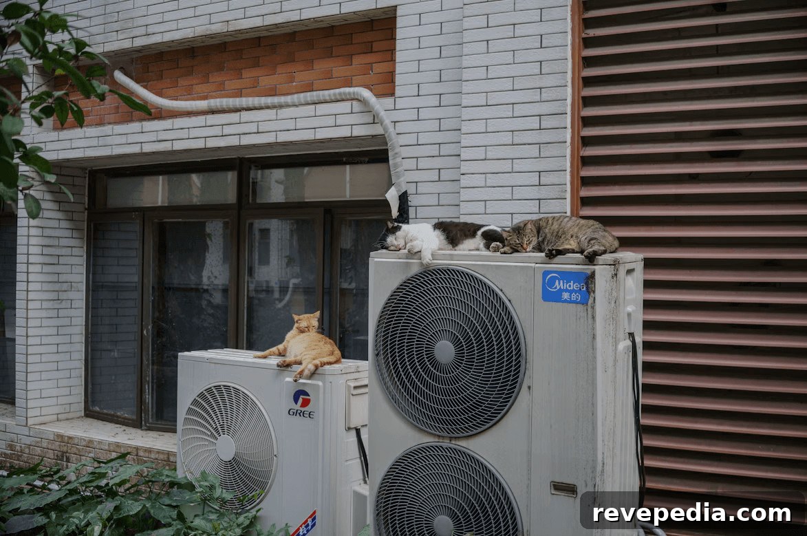 A group of cats sitting on an outdoor
