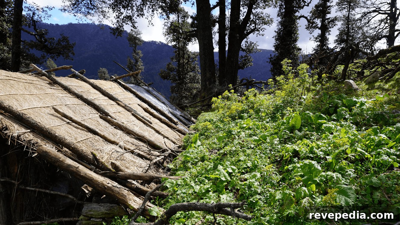 A thatched roof hut in woods